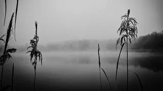 Stęszew (Wielkopolskie)