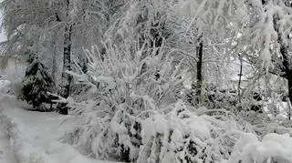 Zasypana Dębica (Podkarpackie)