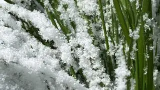 Kwiecień-plecień, Stegna na Mazowszu