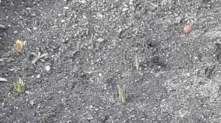 Krokusy