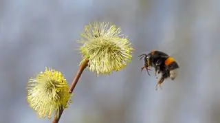 Wiosna nie ustępuje