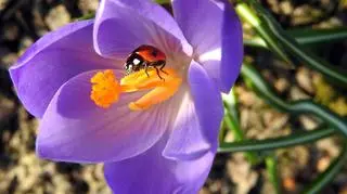 Wiosna nie ustępuje