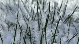 Kwiecień-plecień, Stegna na Mazowszu