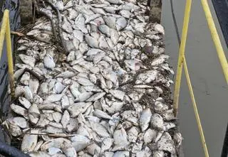 Co zabiło setki ryb przy elektrociepłowni? 