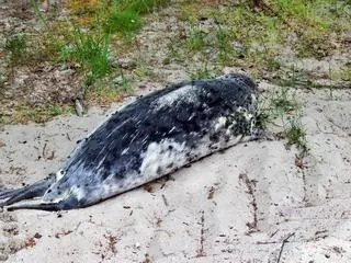Martwa foka na plaży