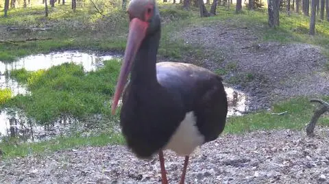 Ciekawski bocian czarny