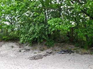 Martwa foka na plaży