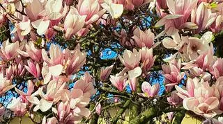 Najpiękniejsza magnolia