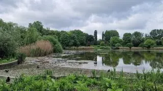 Jeziorko w warszawskim Parku Szczęśliwickim 