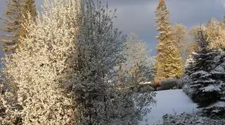 Piękny, zimowy(-3) poranek w Bukowinie Tatrzańskiej