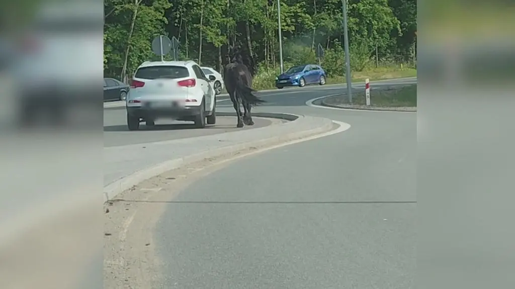 Koń na rondzie