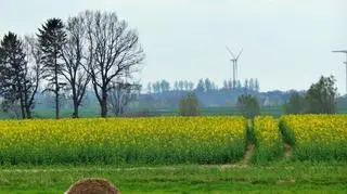 Wiosenna pogoda i pięknie kwitnący rzepak w okolicach Duninowa na Pomorzu