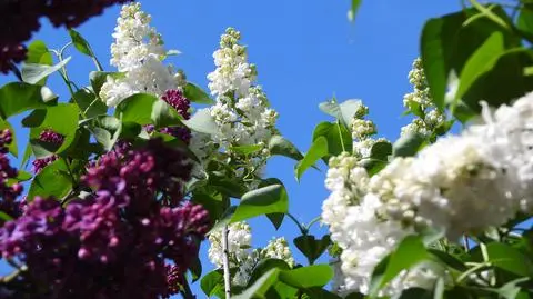 Wiosna "dostała zadyszki". Niektóre rośliny kwitną miesiąc wcześniej