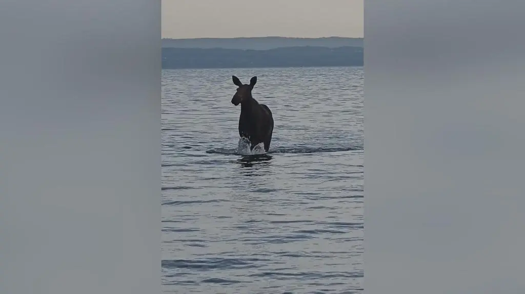 Łoś w Jastarni