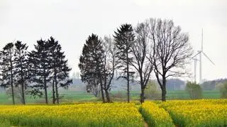Wiosenna pogoda i pięknie kwitnący rzepak w okolicach Duninowa na Pomorzu! 