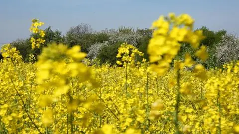 Na żółto, niebiesko, kwitnąco, wiosna w najpiękniejszych kolorach