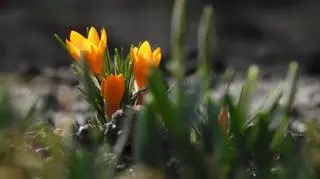 Pierwsze krokusy