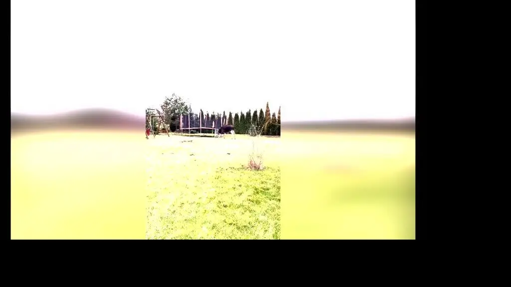3545dee6-4751-4e6a-a0b5-e69a2c05f774_łoś2