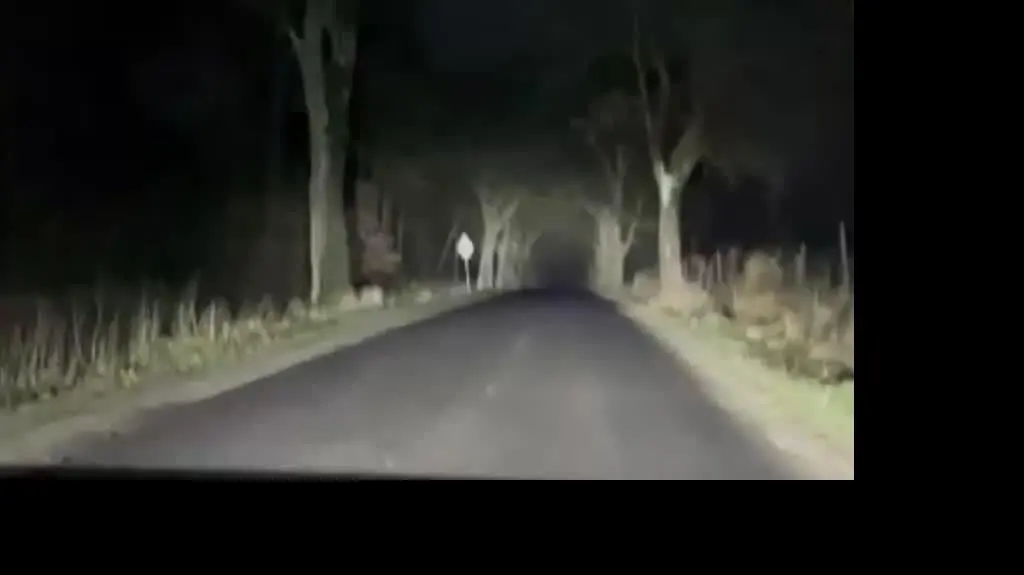 Biały daniel w Wielkopolsce