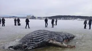 Wieloryb w Norwegii