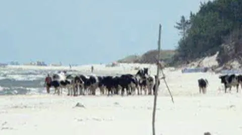 Krowy pasły się na plaży