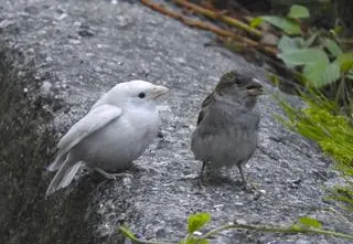 Wróbel z bardzo rzadką mutacją dostrzeżony na Dolnym Śląsku. "Byłam w szoku"