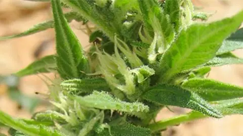 Narkotyki. Posłowie zaszkodzili, czy naprawili?