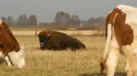Żubr pasł się wśród krów