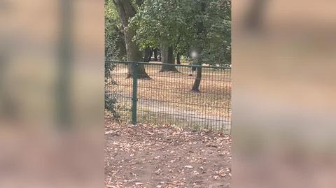 Mężczyzna z przedmiotem przypominającym broń w parku, Warszawa
