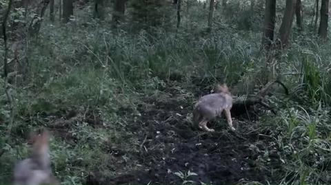 Spotkanie wilków z dzikiem