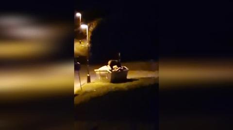 Niedźwiedź na śniadaniu, Stary Smokowiec (Słowacja)
