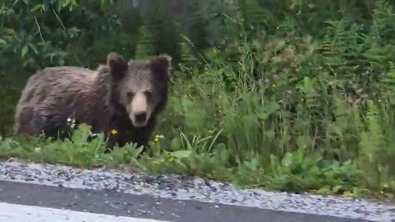 Spotkali pięć niedźwiedzi w 10 minut. 