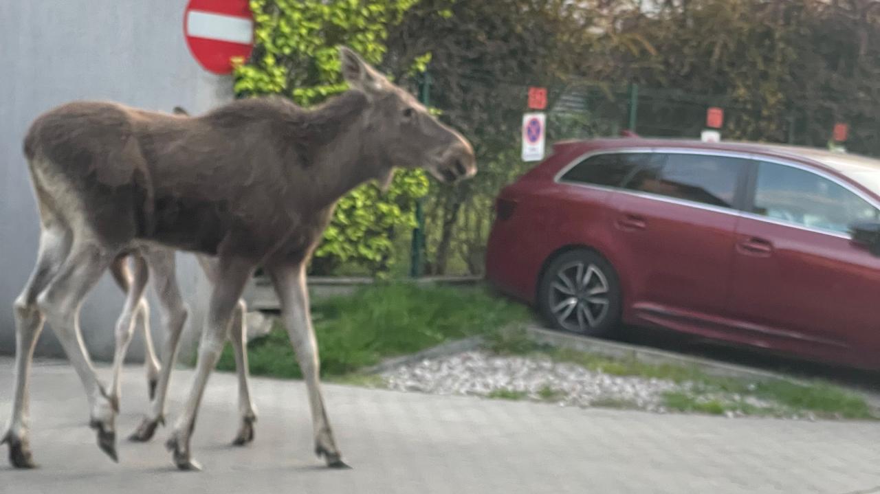 Łosie na warszawskiej ulicy. "Jakby po prostu wyszły na spacer"