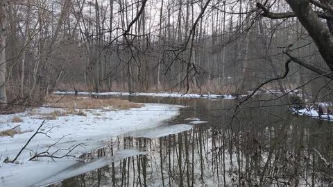 Biały żuraw na obiedzie (Kujawsko-Pomorskie)