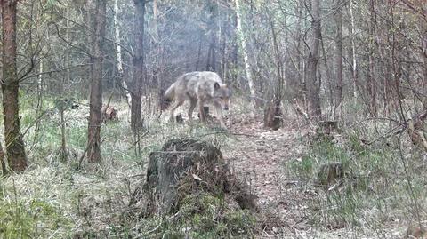 Niesamowite nagranie wilka z bliska