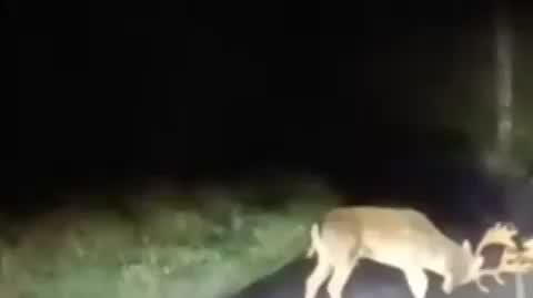 Walka Jeleni