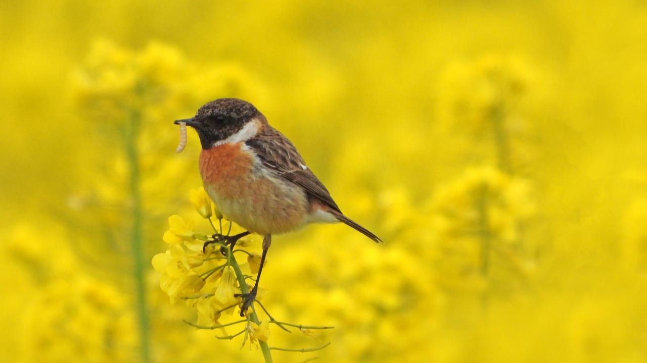 Pogoda na dziś - środa 14.05. Miejscami termometry pokażą ponad 20 stopni