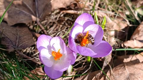 Kwitną krokusy