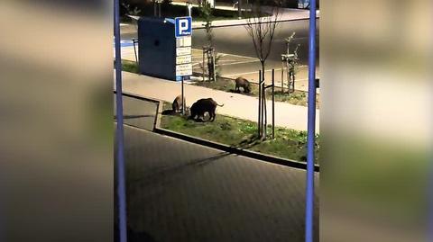 Dziki przed Urzędem Miejskim w Międzyzdrojach (Zachodniopomorskie)