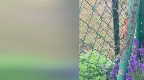 Piękny okaz ćmy zaobserwowany w miejscowości Czarne (Pomorskie)