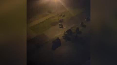 Dziki na warszawskim Ursynowie