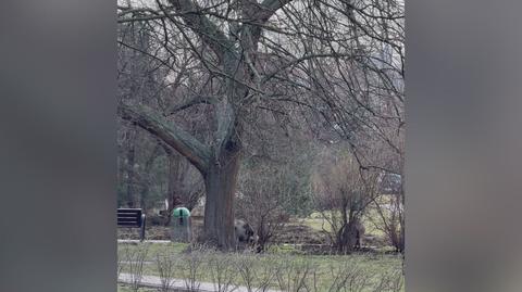 Dziki w centrum Warszawy