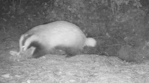 Borsuki wymieniają materac z letniego na zimowy