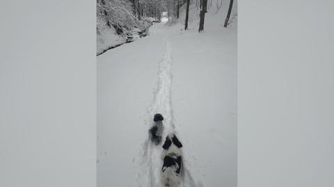 Zima w Wielkiej Puszczy, Porąbka (Śląskie)
