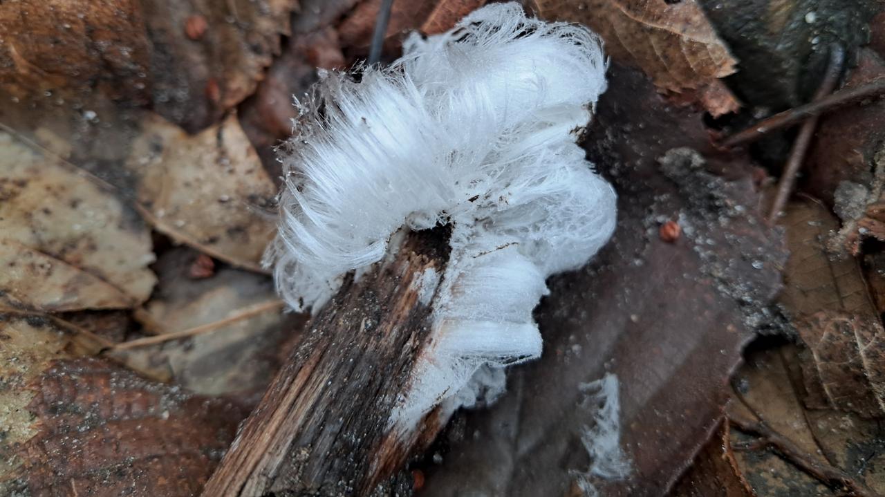 Peruka wiedźmy w Gdańsku. Reporter24 miał farta