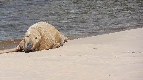 Foka odpoczywała na plaży w Ustce