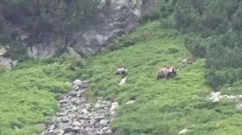 Niedźwiedzie w Tatrach