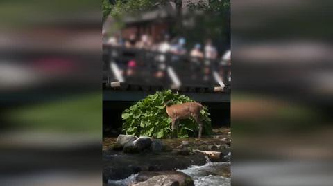 Łania w strumieniu na szlaku