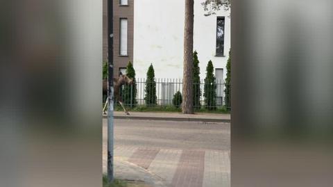 Łoś w Pogorzelicy (Zachodniopomorskie)