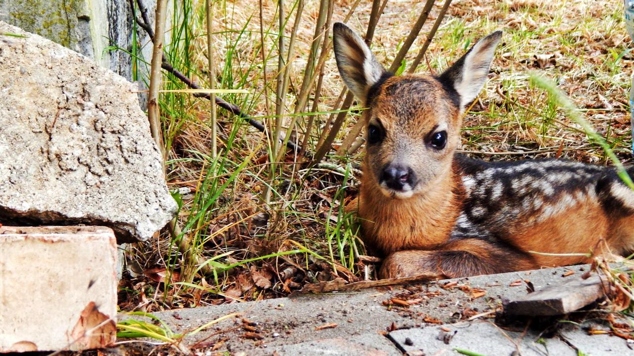 Młody daniel błąkał się przy ruchliwej drodze. Pomogli mu spacerowicze